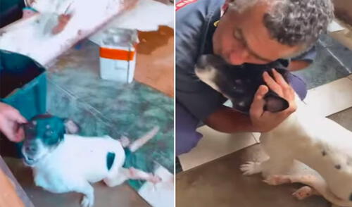 La noble labor de este hombre ha conmovido a miles de personas alrededor del mundo. Foto: captura de YouTube