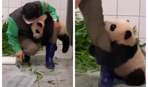Las imágenes fueron compartidas por el zoológico Everland de Corea del Sur. Foto: captura de YouTube Las imágenes fueron compartidas por el zoológico Everland de Corea del Sur. Foto: captura de YouTube