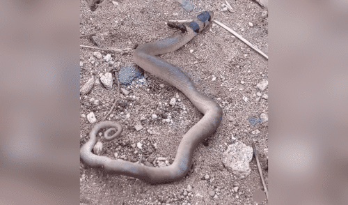 La hormiga no soltó a la serpiente, pero esta pudo sobrevivir al ataque. Foto: captura de YouTube