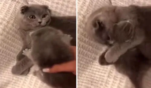 Una joven buscó a su querida mascota para presentarle a su cría y no imaginó que este tendría un cariñoso gesto. Foto: captura de TikTok
