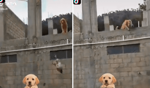 El video ha sacado más de una sonrisa a los usuarios en redes sociales. Foto: captura de TikTok