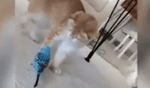 El video viral ha sido compartido en el canal Rumble Viral. Foto: captura de Facebook El video viral ha sido compartido en el canal Rumble Viral. Foto: captura de Facebook