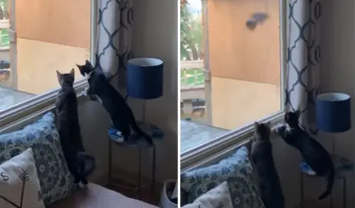 Los felinos se asombraron al ver al ave dando vueltas en su ventana y su reacción se volvió viral. Foto: captura de YouTube