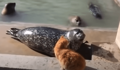 El video viral ha causado gran sensación en las redes sociales. Foto: captura de YouTube.