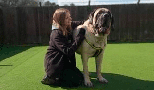La mascota tiene solo cuatro años y pesa cien kilos. Foto: captura de Facebook La mascota tiene solo cuatro años y pesa cien kilos. Foto: captura de Facebook