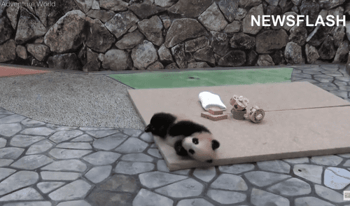 El adorable animal todavía es un poco ‘torpe’ para mantenerse en pie, pero continúa saltando. Foto: captura de YouTube El adorable animal todavía es un poco ‘torpe’ para mantenerse en pie, pero continúa saltando. Foto: captura de YouTube