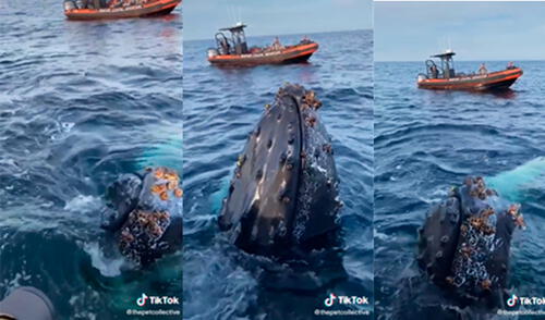 La presencia de la ballena emocionó a los presentes. Foto: captura de TikTok