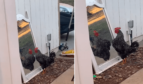 El gallo se miraba fijamente en el espejo y al parecer, no cabía de su asombro por lo que terminó cantando. Foto: captura de YouTube El gallo se miraba fijamente en el espejo y al parecer, no cabía de su asombro por lo que terminó cantando. Foto: captura de YouTube