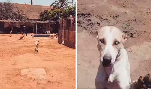 Un joven rescató a un perro con discapacidad que deambulaba por las calles; sin embargo, no imaginó que este le brindaría un cariño desde ese instante. Foto: Ahmed Embaby/ Facebook