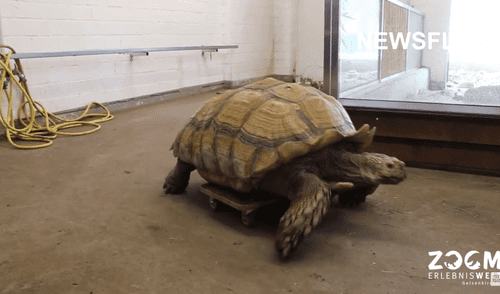 El zoológico informó que, meses atrás, el animal dejó de comer adecuadamente y se escondió de sus cuidadores. Foto: captura de YouTube
