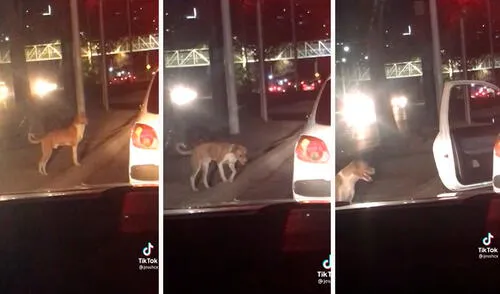 Unas jóvenes captaron la noble acción de un hombre cuando recogió a un indefenso animal que caminaba por la pista y decidió adoptarlo. Foto: captura de TikTok