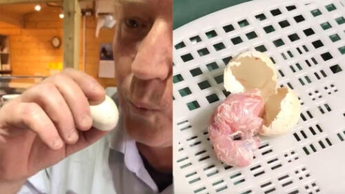 El cuidador emuló con un silbido la llamada de un pájaro mientras sujetaba un huevo de Lechuza. Foto: captura de YouTube