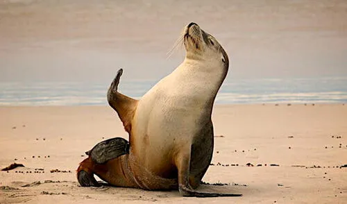 El animal conmovió a miles de cibernautas. Foto: Daily Mail
