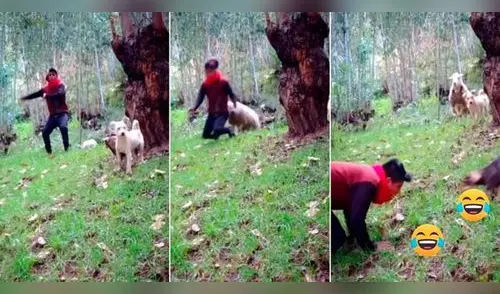 El mamífero atacó a su dueño de espaldas y lo hizo caer. Foto: captura de TikTok