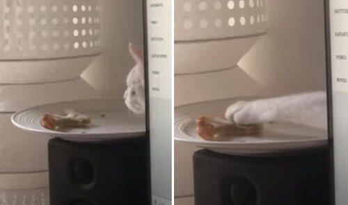 Miles de usuarios no han parado de reír con la graciosa actitud del minino. Foto: captura de YouTube