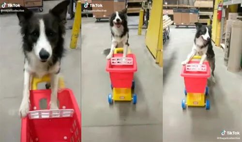 El animal conmovió a miles de cibernautas. Foto: captura de TikTok El animal conmovió a miles de cibernautas. Foto: captura de TikTok