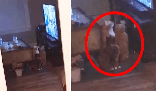 Los gatos estaban sentados frente al televisor observando muy atentos mientras se reproducía un programa hecho específicamente para mascotas. Foto: captura de YouTube / Caters Clips Los gatos estaban sentados frente al televisor observando muy atentos mientras se reproducía un programa hecho específicamente para mascotas. Foto: captura de YouTube / Caters Clips
