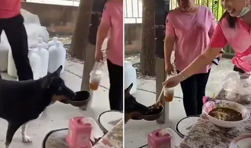 El travieso can ha cautivado en las redes sociales con su tierna actitud para pedir comida. Foto: captura de YouTube El travieso can ha cautivado en las redes sociales con su tierna actitud para pedir comida. Foto: captura de YouTube