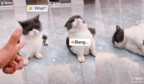 El talentoso animal sorprendió en las redes. Foto: captura de TikTok