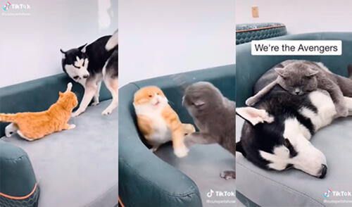 Los animales protagonizaron entretenida escena. Foto: captura de TikTok Los animales protagonizaron entretenida escena. Foto: captura de TikTok