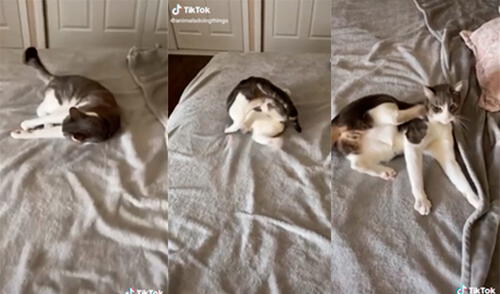 El animal sorprendió en las redes. Foto: captura de TikTok