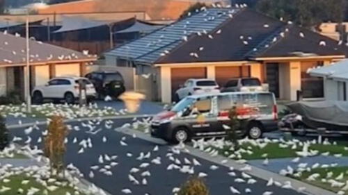 En la imagen se puede observar a las miles de cacatúas blancas en los espacios de la ciudad de Nowra. Foto: captura de pantalla/TikTok