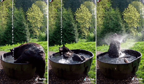El oso disfruta de su baño en medio del zoológico de Oregón. Foto: captura de TikTok El oso disfruta de su baño en medio del zoológico de Oregón. Foto: captura de TikTok