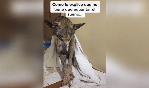 El can llegó a su nuevo hogar y siguió en estado de alerta como en las calles. Foto: captura de TikTok