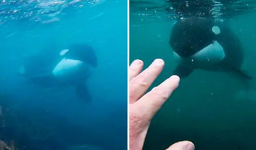 Steve Morris se animó a realizar un poco de buceo en las profundidades del océano, pero se llevó una sorpresa al encontrarse con unos enormes animales. Foto: captura de YouTube