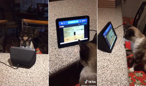 El felino se quedó atento a la pantalla y se volvió viral en las redes. Foto: captura de TikTok