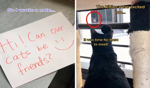 Los dueños de los felinos intercambiaron mensajes para preparar el primer encuentro; sin embargo, nada salió como lo habían planeado. Foto: captura de TikTok