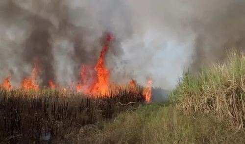 Quema de caña de azúcar genera preocupación en la población. Foto: La República