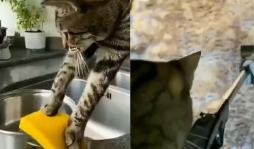En el metraje compartido se observa al gato ‘realizando’ toda clase de labores de limpieza. Foto: captura de Twitter