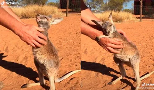 El tierno animal conmovió a los presentes con inesperada forma de afecto. Foto: captura de TikTok