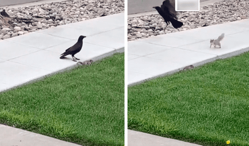 El cuervo y la mamá ardilla se enfrentaron para salvar la vida del pequeño roedor. Fotio: captura de TikTok El cuervo y la mamá ardilla se enfrentaron para salvar la vida del pequeño roedor. Fotio: captura de TikTok