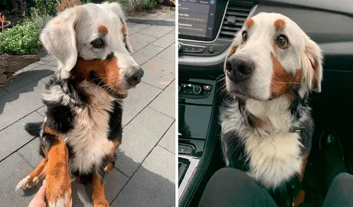 Pese al vitíligo que padece, Fanny es una perrita muy amigable y es una celebridad en redes. Foto: captura de Facebook Pese al vitíligo que padece, Fanny es una perrita muy amigable y es una celebridad en redes. Foto: captura de Facebook