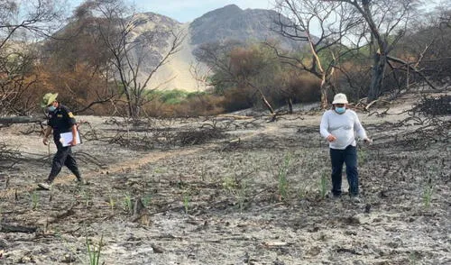 Cerca de Huaca Colorada es donde se da mayor tala de árboles. Foto: Marvin Sánchez