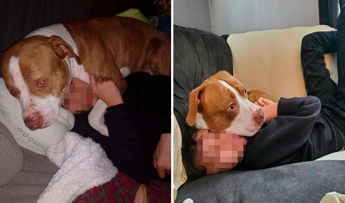 Una mujer hizo caso a los ladridos de su perro, sin imaginar que este le estaba avisando sobre el incidente de su hijo al sufrir una picadura de un avispón. Foto: Candia Merchant/ Facebook