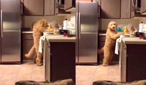 El propósito del golden doodle era comer el alimento restante en los platos. Foto: captura de TikTok