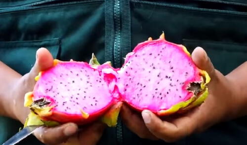Evaluarán el costo de producción de la pitahaya. Foto: difusión Evaluarán el costo de producción de la pitahaya. Foto: difusión
