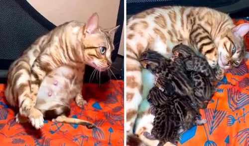 Una gatita se acomodó en su cama para alumbrar a sus crías, mientras su dueño se percató de su acción y permaneció a su lado para cuidarla. Foto: captura de YouTube