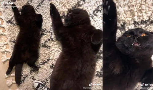 El tierno minino permaneció inmóvil hasta que la mujer lo despertó. Foto: captura de TikTok