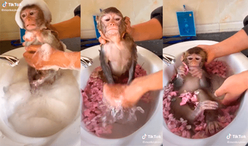 El animal conmovió a miles de cibernautas con tierna reacción. Foto: captura de TikTok