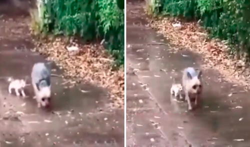Un perrito salió a la calle tras escuchar unos fuertes maullidos y halló a un indefenso felino, por ello, lo invitó a su hogar para ponerlo a buen recaudo. Foto: captura de YouTube