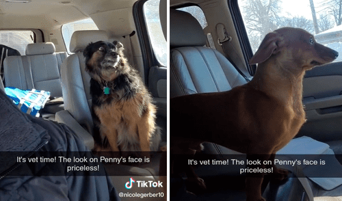 Los perros no quitaban la mirada y parecían muy asustados al ver la puerta de la veterinaria. Foto: captura de TikTok