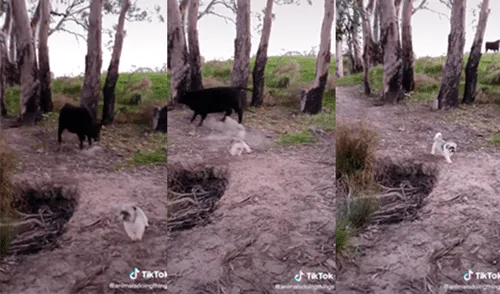 El pequeño can ahuyentó al fornido toro. Foto: captura de TikTok