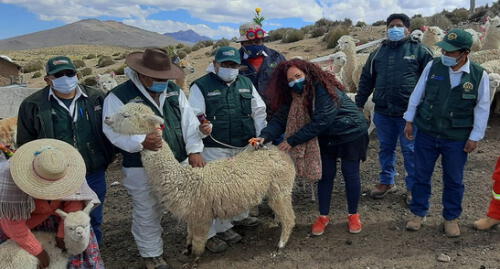 Aplicaron vacunas para evitar enfermedades en ganado. Foto: Agro Rural