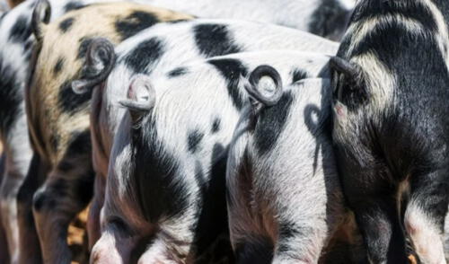 El fenómeno de respiración intestinal en mamíferos aún continúa ofreciéndonos conocimientos curiosos. Foto: Tambako the Jaguar / Moment