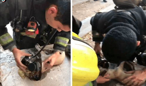 Gracias a la oportuna intervención del bombero, el perrito logró salvar su vida. Foto: captura de TikTok