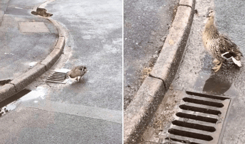 La madre esperaba pacientemente la ayuda de alguien para salvar a sus pequeños patitos. Foto: captura de YouTube La madre esperaba pacientemente la ayuda de alguien para salvar a sus pequeños patitos. Foto: captura de YouTube
